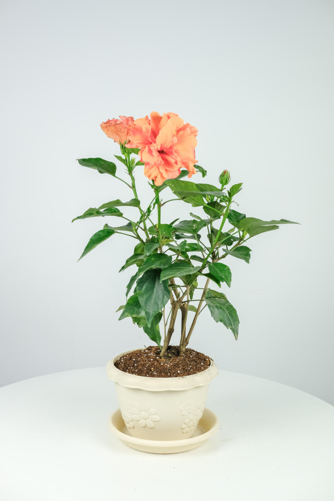 這4種花能開一整年！