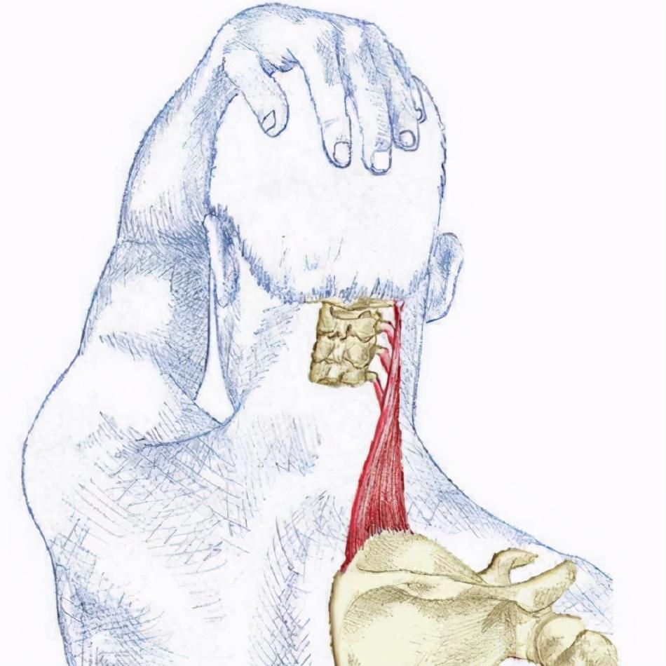 你的下巴能碰到肩膀吗感觉疼痛试试这个动作拉伸肩胛提肌