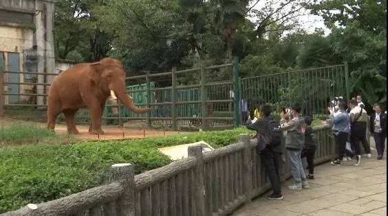 昆明动物园大象吞下了塑料袋!是游客故意投喂