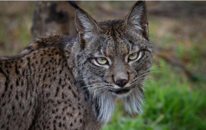 伊比利亚猞猁|从10万多只降到96只，人类将它们保护起来，却还是很危险