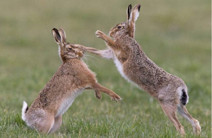 伊比利亚猞猁|从10万多只降到96只，人类将它们保护起来，却还是很危险