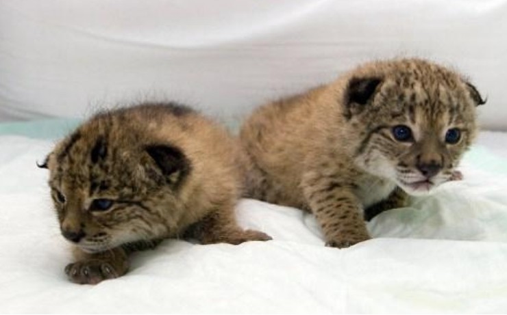 伊比利亚猞猁|从10万多只降到96只，人类将它们保护起来，却还是很危险