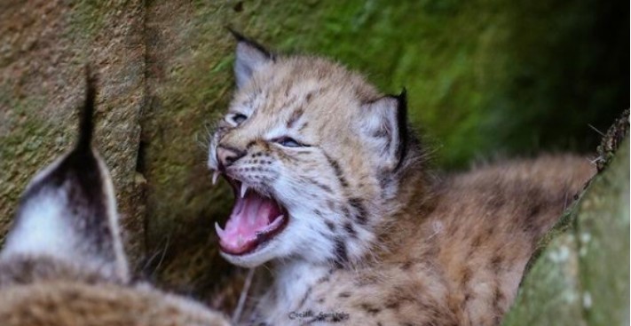 伊比利亚猞猁|从10万多只降到96只，人类将它们保护起来，却还是很危险