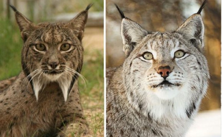 伊比利亚猞猁|从10万多只降到96只，人类将它们保护起来，却还是很危险