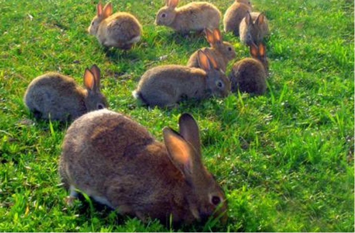伊比利亚猞猁|从10万多只降到96只，人类将它们保护起来，却还是很危险