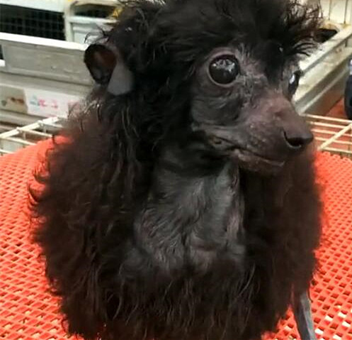 铲屎官|集市上一只狗子遭围观，看清样子后迷惑了：这货亲爹是谁？