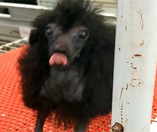 铲屎官|集市上一只狗子遭围观，看清样子后迷惑了：这货亲爹是谁？