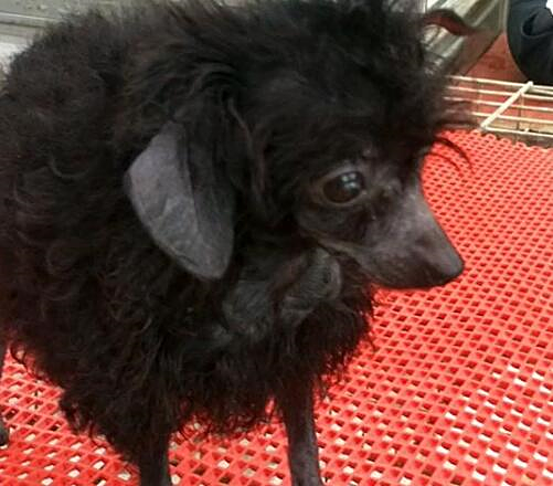 铲屎官|集市上一只狗子遭围观，看清样子后迷惑了：这货亲爹是谁？