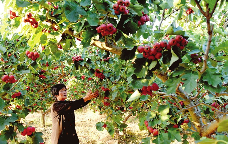 山西垣曲县:山楂红了