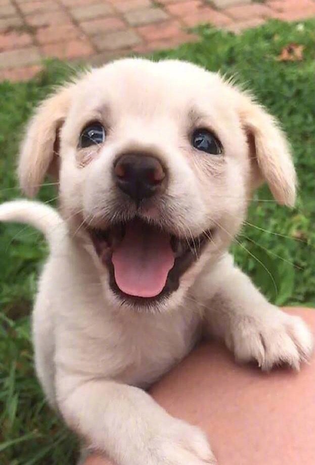 宠物狗四大日常心理大揭秘 腾讯新闻