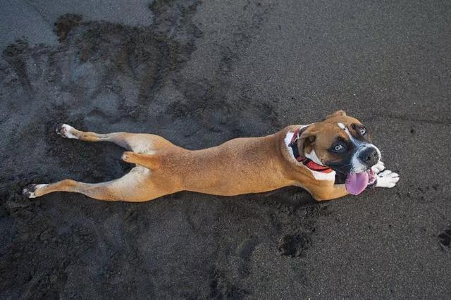 2020年所有假期都过去了,剩余时间都可以和爱宠度过了