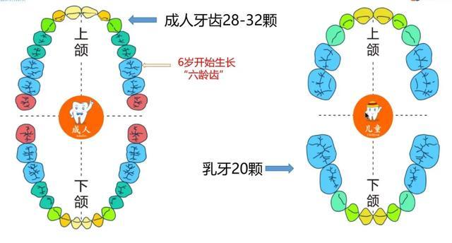 先問大家一個問題:我們的牙齒到底是20顆,28顆,還是32顆呢?