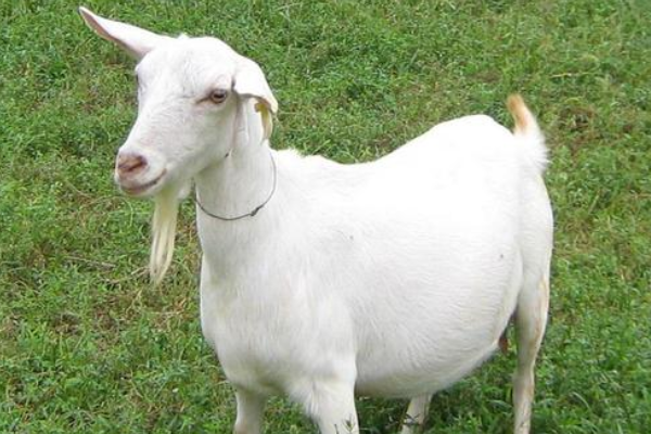 1967年出生的"大金羊",53岁转运"上上签",准的离谱!