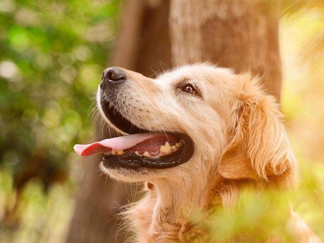 狗狗|养狗的人比不养狗的人，心血管疾病风险降低31％？科学研究给出答案