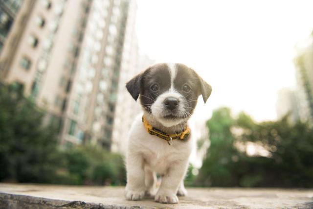 狗狗|养狗的人比不养狗的人，心血管疾病风险降低31％？科学研究给出答案