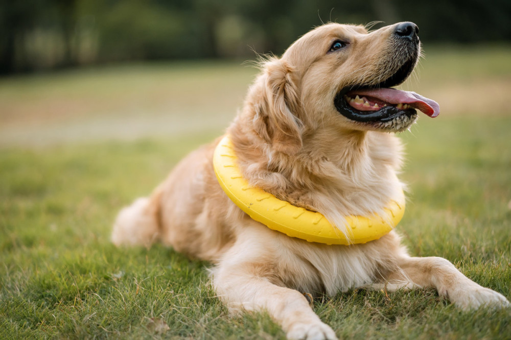 春季狗狗健康注意事项 金毛犬舍哪家好 金毛哪里买好 金毛 宠物课堂 腾讯新闻