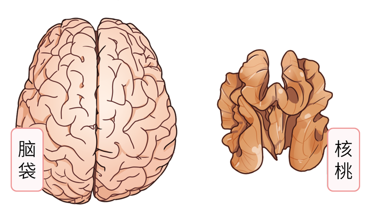 核桃|最佳补脑食物名单，核桃只能“靠边站”！常吃补脑、延缓脑衰老
