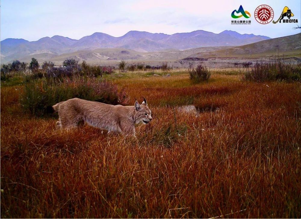 兔狲|啊！看到兔狲了！