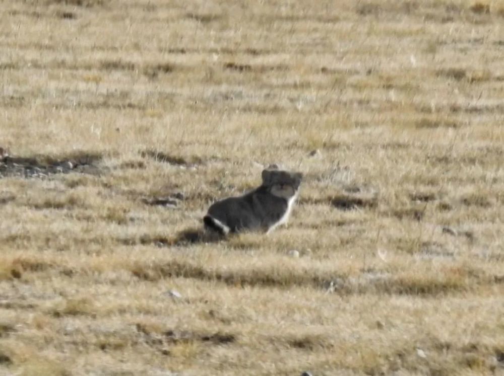 兔狲|啊！看到兔狲了！