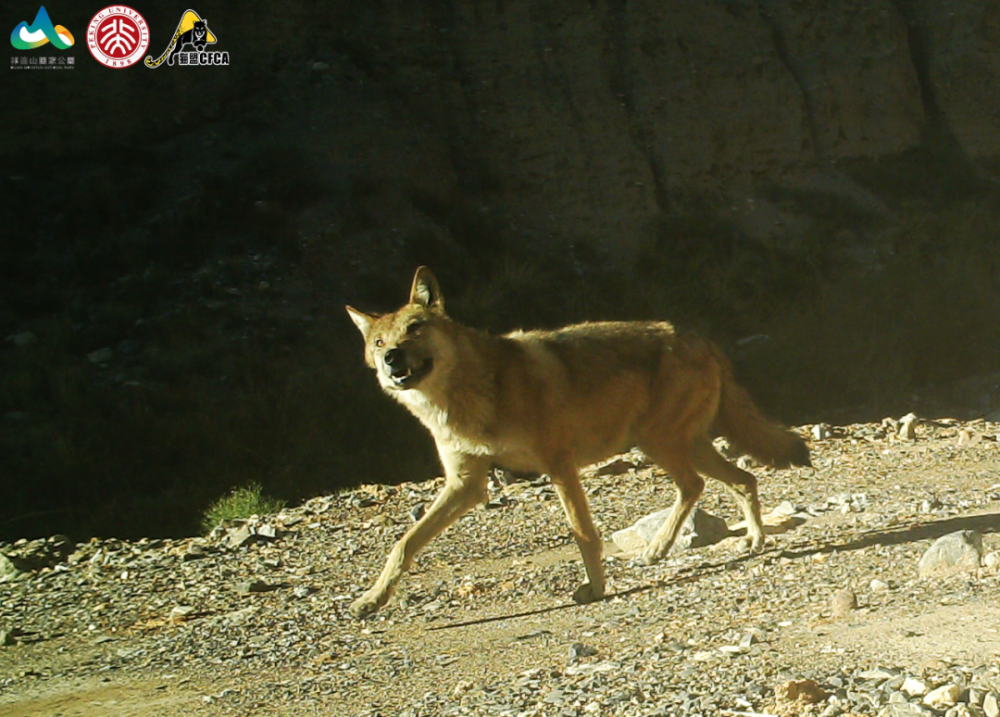 兔狲|啊！看到兔狲了！
