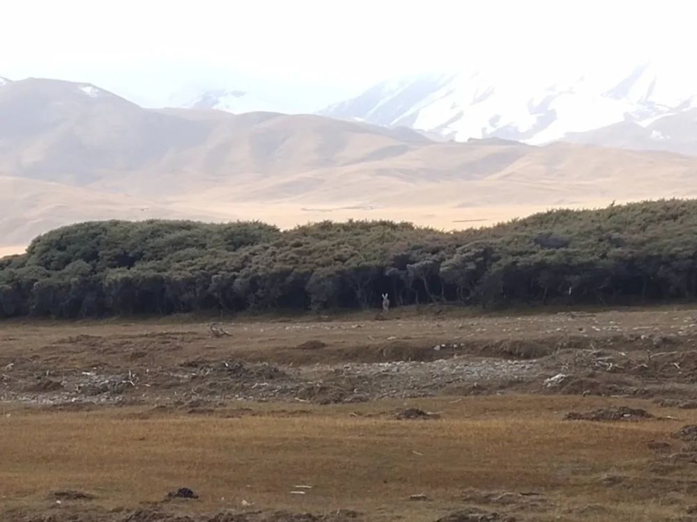 兔狲|啊！看到兔狲了！