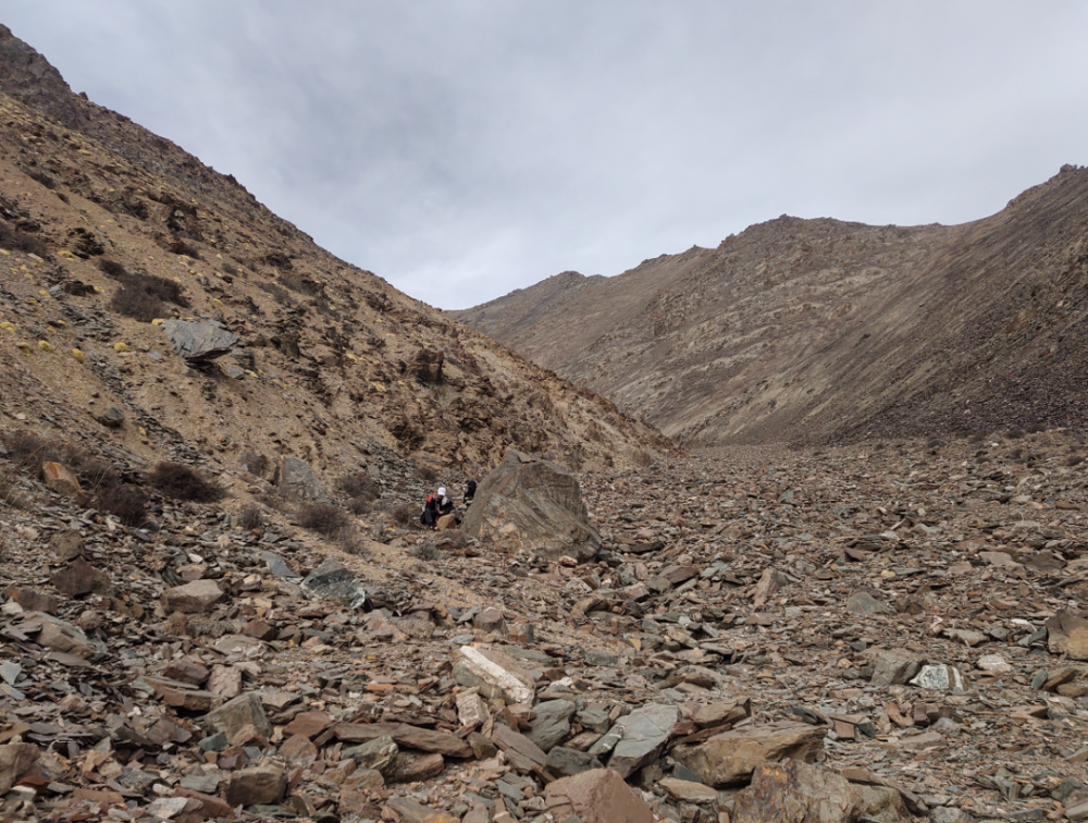 兔狲|啊！看到兔狲了！