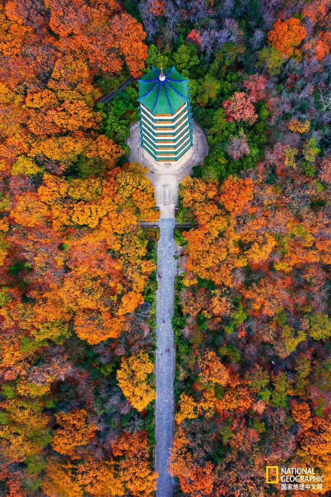 南京|秋天千万别去南京，否则就不想回去了