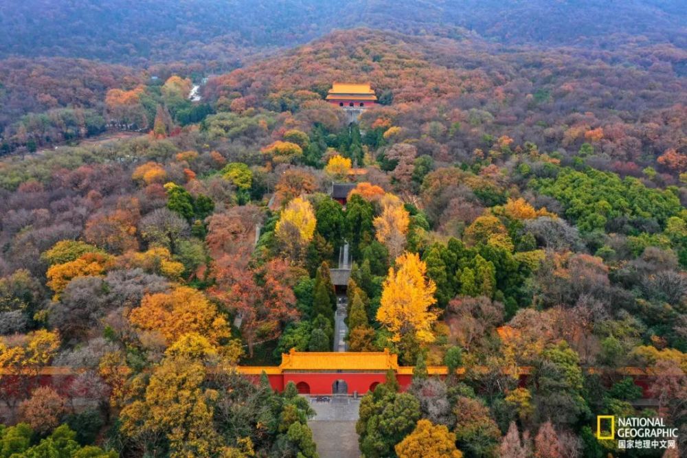 南京|秋天千万别去南京，否则就不想回去了