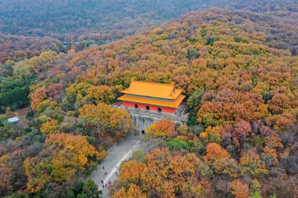 南京|秋天千万别去南京，否则就不想回去了