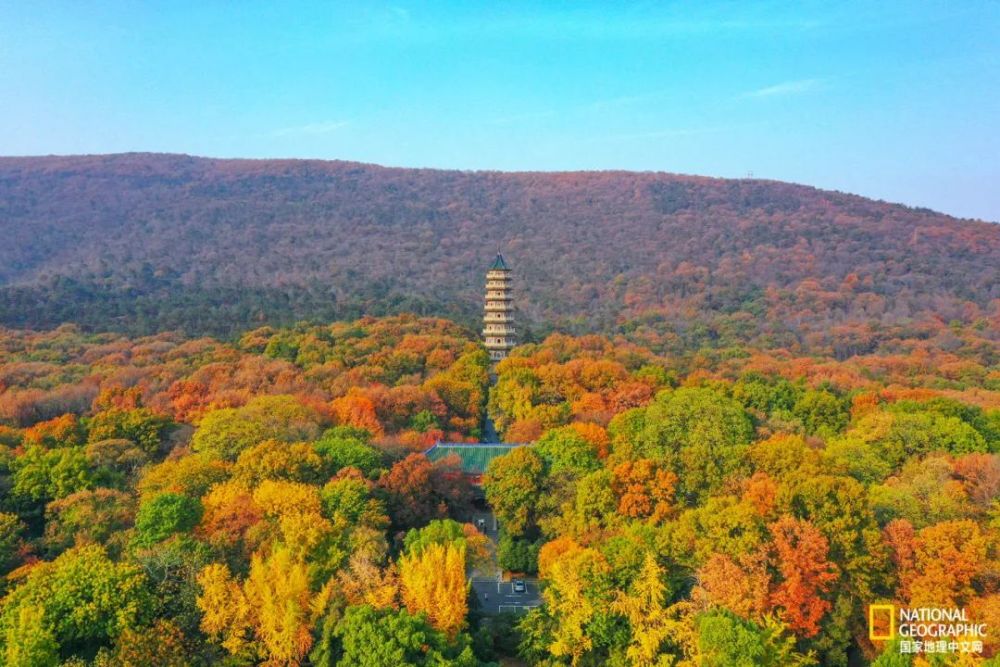 南京|秋天千万别去南京，否则就不想回去了