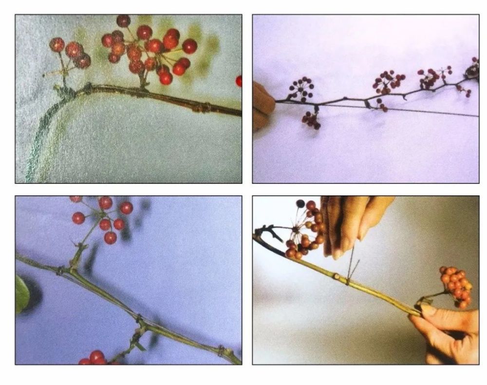 叶柄|花艺与铁丝设计技巧