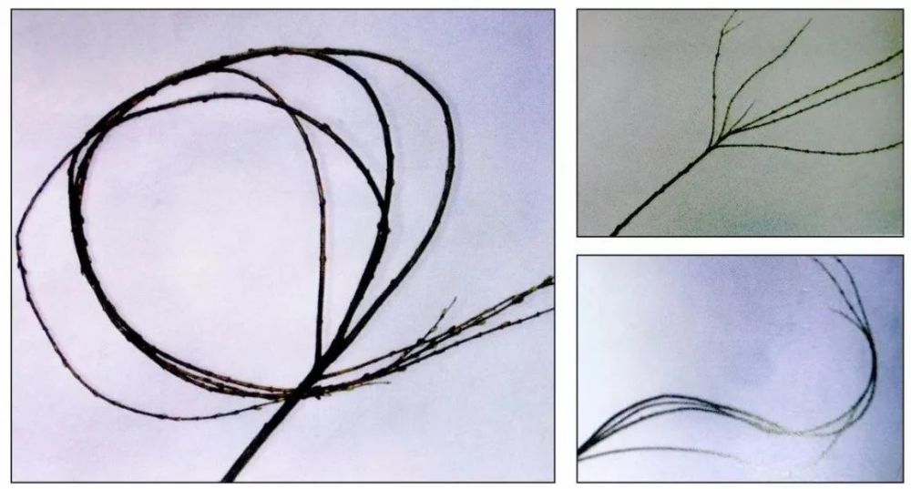 叶柄|花艺与铁丝设计技巧