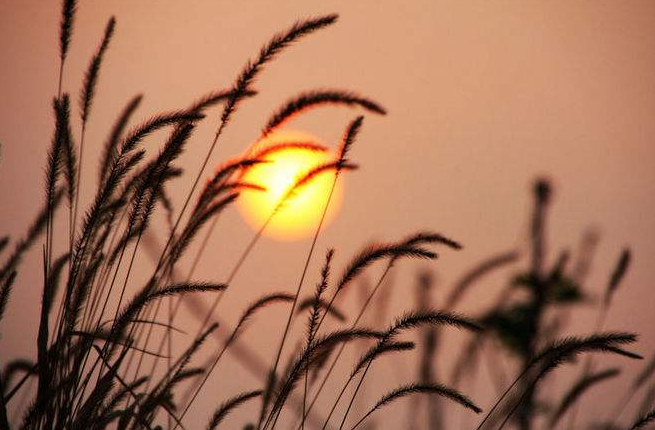 古诗词|【诗词鉴赏】又是一年秋草黄，古诗词里的秋草，活出自己，照样会艳丽无比！