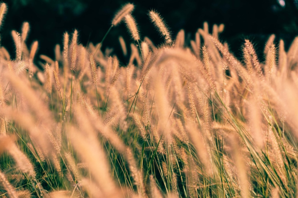 古诗词|【诗词鉴赏】又是一年秋草黄，古诗词里的秋草，活出自己，照样会艳丽无比！