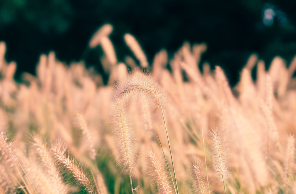古诗词|【诗词鉴赏】又是一年秋草黄，古诗词里的秋草，活出自己，照样会艳丽无比！