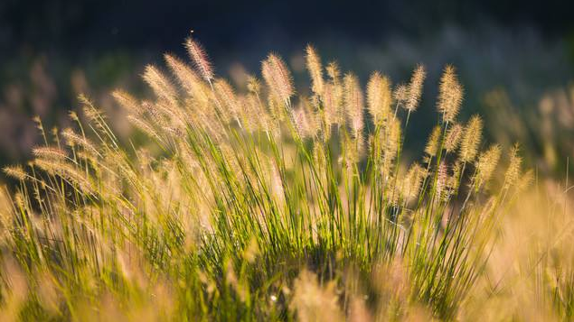 古诗词|【诗词鉴赏】又是一年秋草黄，古诗词里的秋草，活出自己，照样会艳丽无比！