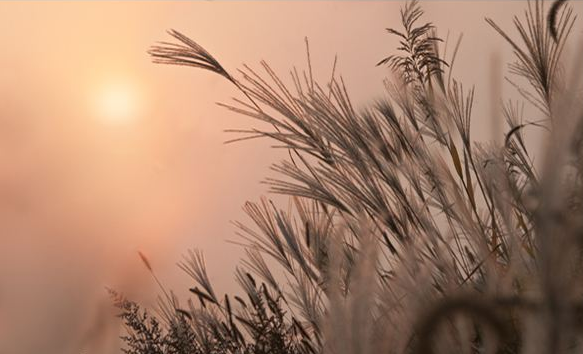 古诗词|【诗词鉴赏】又是一年秋草黄，古诗词里的秋草，活出自己，照样会艳丽无比！