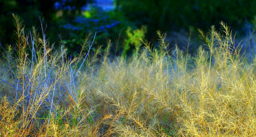 古诗词|【诗词鉴赏】又是一年秋草黄，古诗词里的秋草，活出自己，照样会艳丽无比！