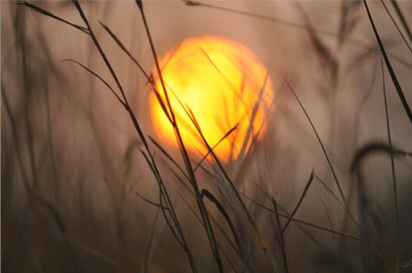 古诗词|【诗词鉴赏】又是一年秋草黄，古诗词里的秋草，活出自己，照样会艳丽无比！