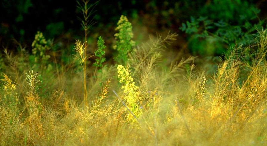 古诗词|【诗词鉴赏】又是一年秋草黄，古诗词里的秋草，活出自己，照样会艳丽无比！