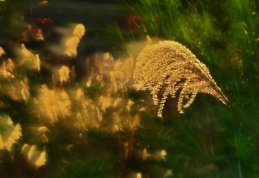 古诗词|【诗词鉴赏】又是一年秋草黄，古诗词里的秋草，活出自己，照样会艳丽无比！