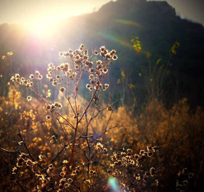 古诗词|【诗词鉴赏】又是一年秋草黄，古诗词里的秋草，活出自己，照样会艳丽无比！