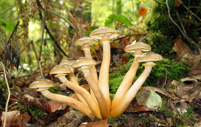 白桦树|所有生物不能永生的原因，都来源于“性”！