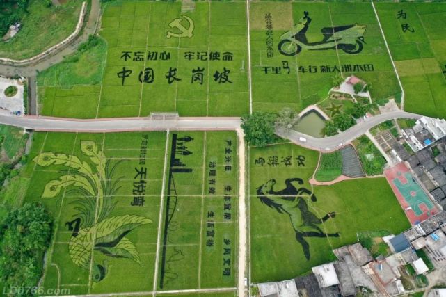 好靓快来新兴周边观赏这片艺术稻田