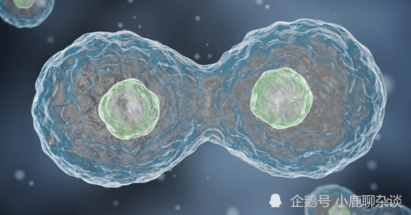 白桦树|所有生物不能永生的原因，都来源于“性”！