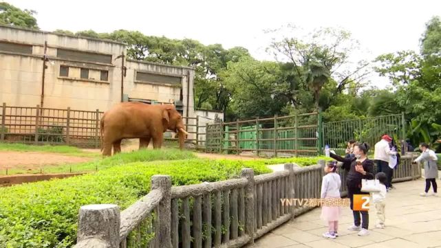 昆明动物园内,游客塑料袋喂大象引众怒