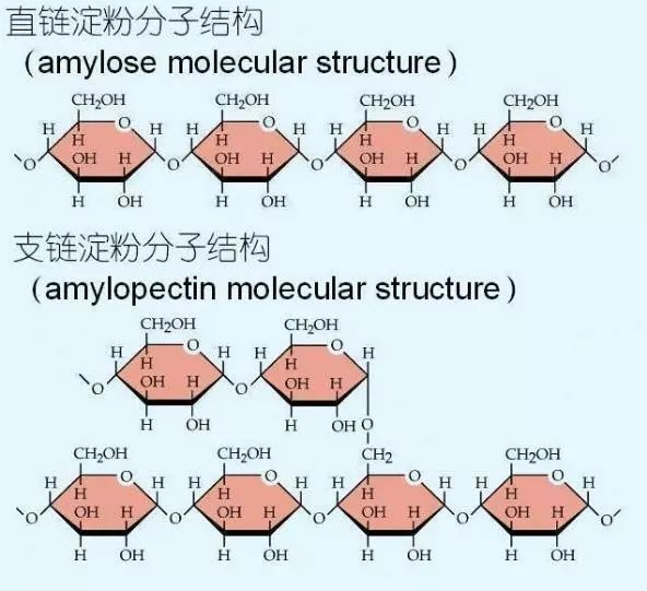 为什么大多数人都喜欢吃面食|淀粉|直链淀粉