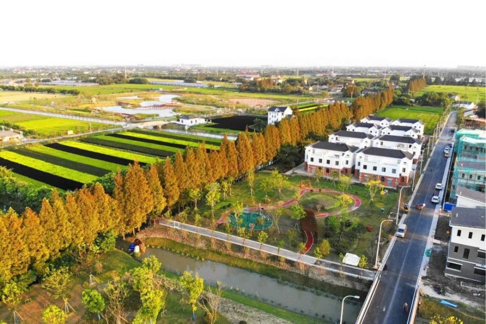 临港新片区这个村,打造上海乡村振兴"新强样板"