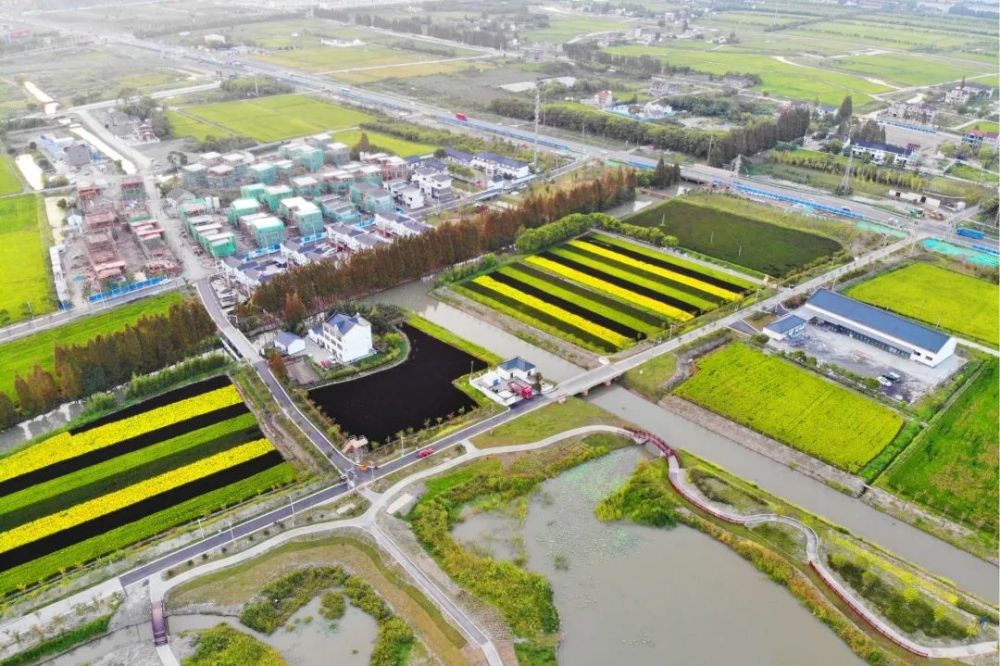 临港新片区这个村,打造上海乡村振兴"新强样板"
