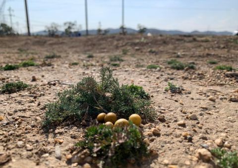 马铃薯|平谷扶贫商都 让“土豆”变成“金豆”